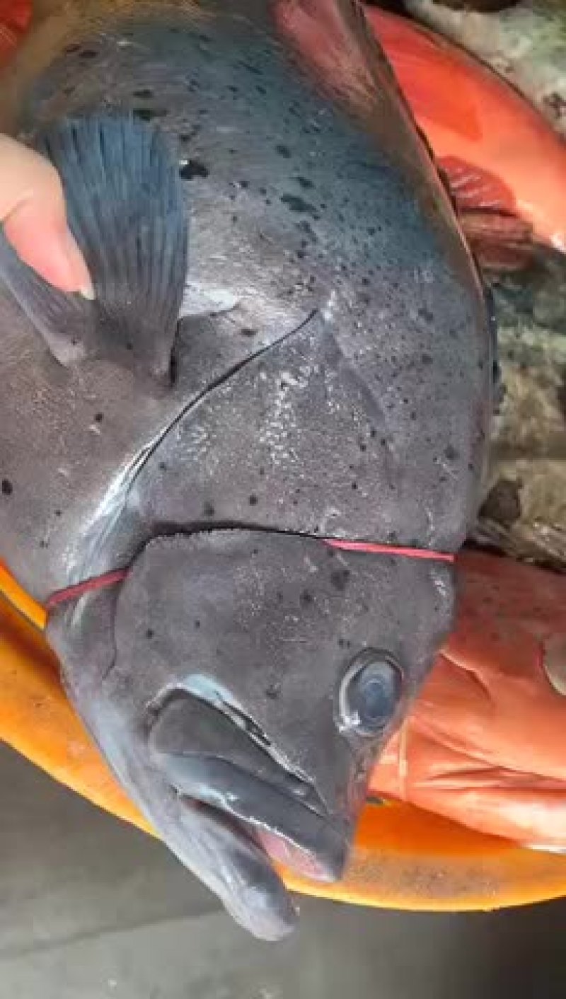 蓝瓜子斑