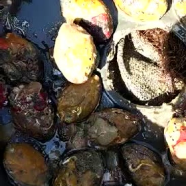 鲍鱼