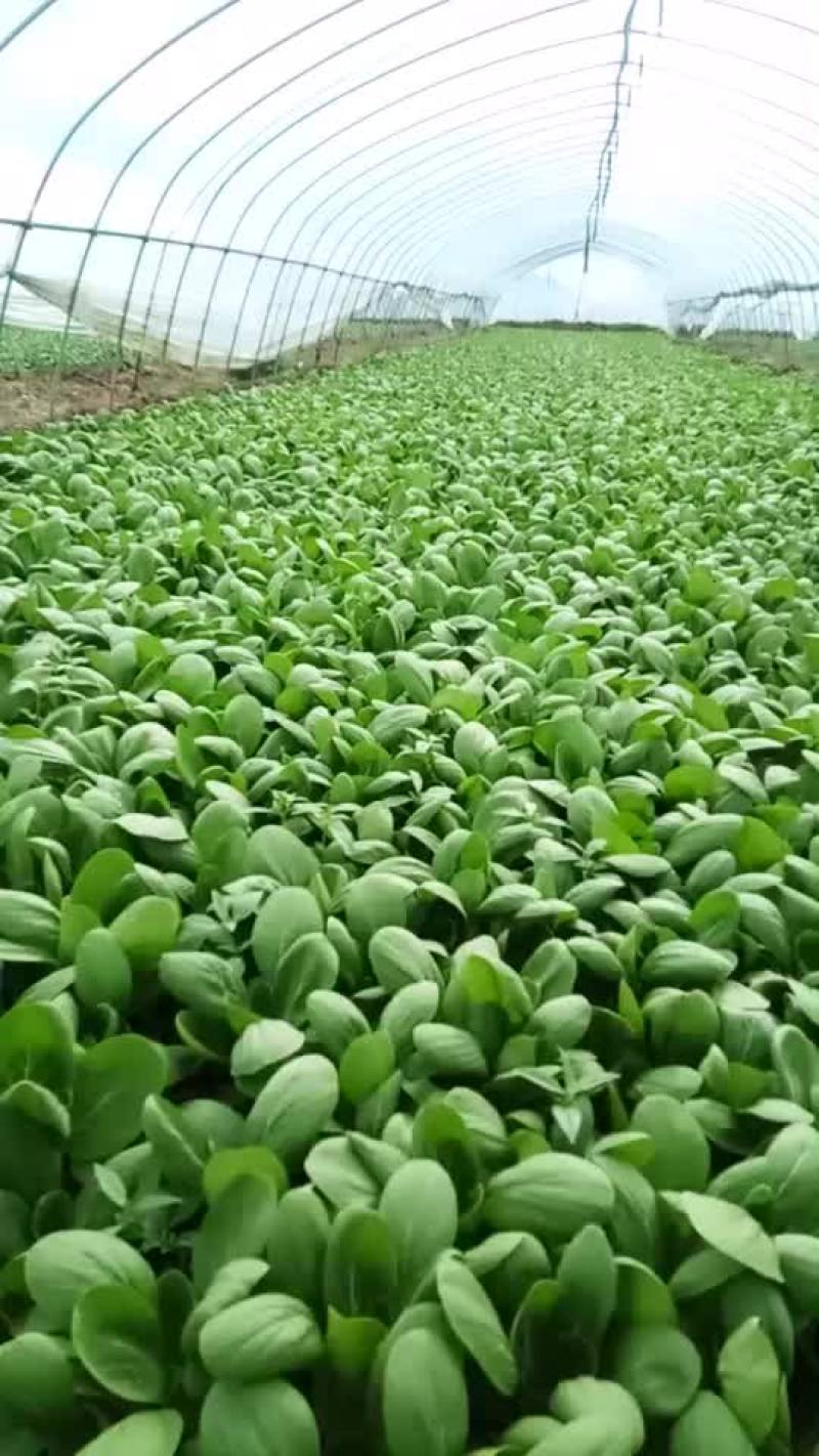 上海青