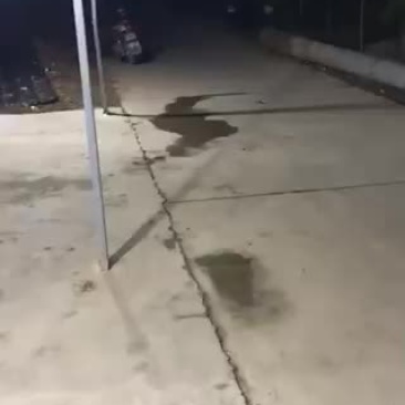 螃蟹类