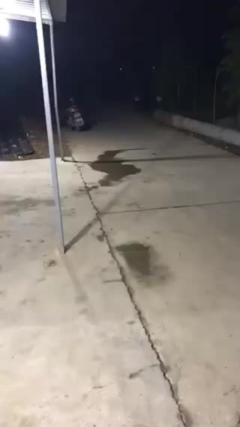 螃蟹类