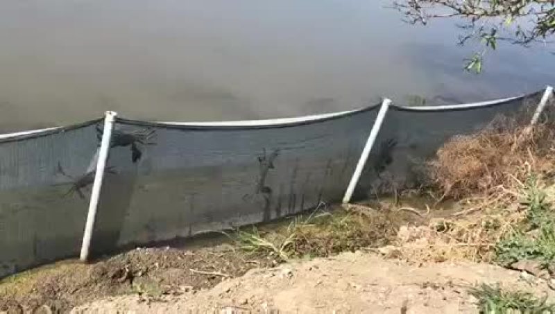螃蟹类