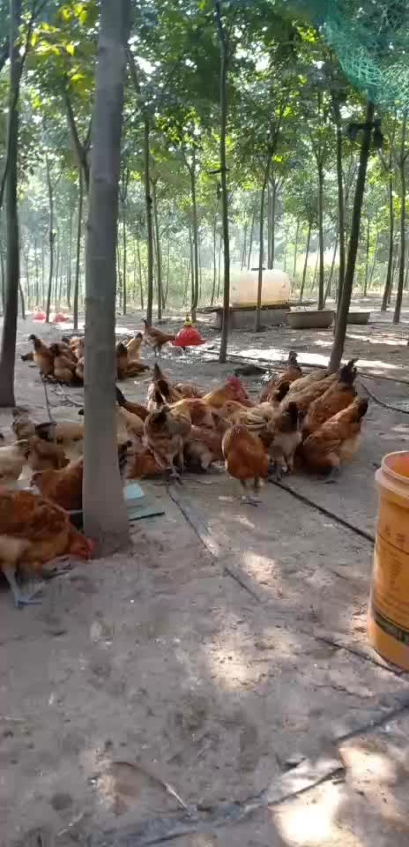 土鸡