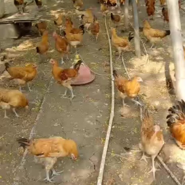 土鸡