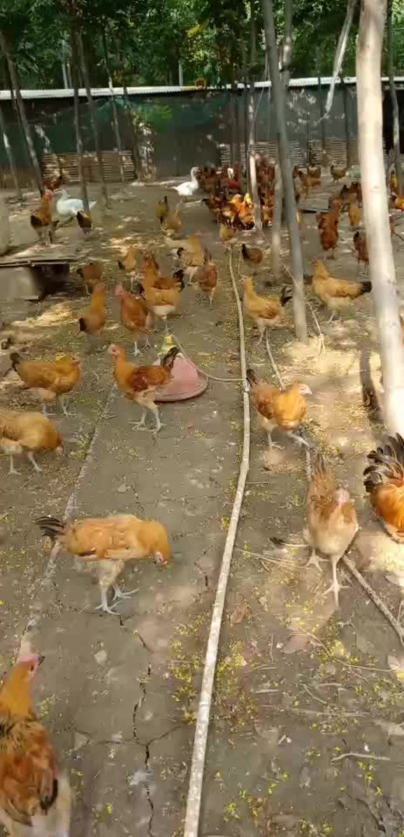 土鸡