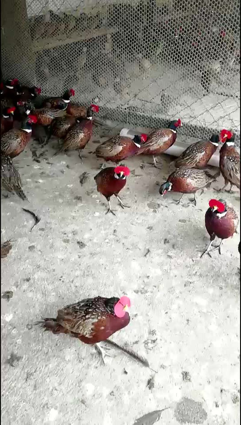 土鸡