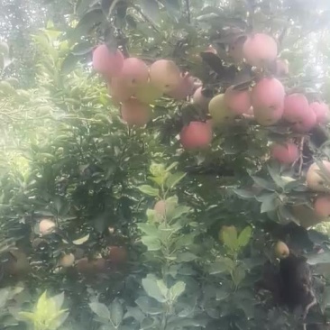 送礼首选，质量保证