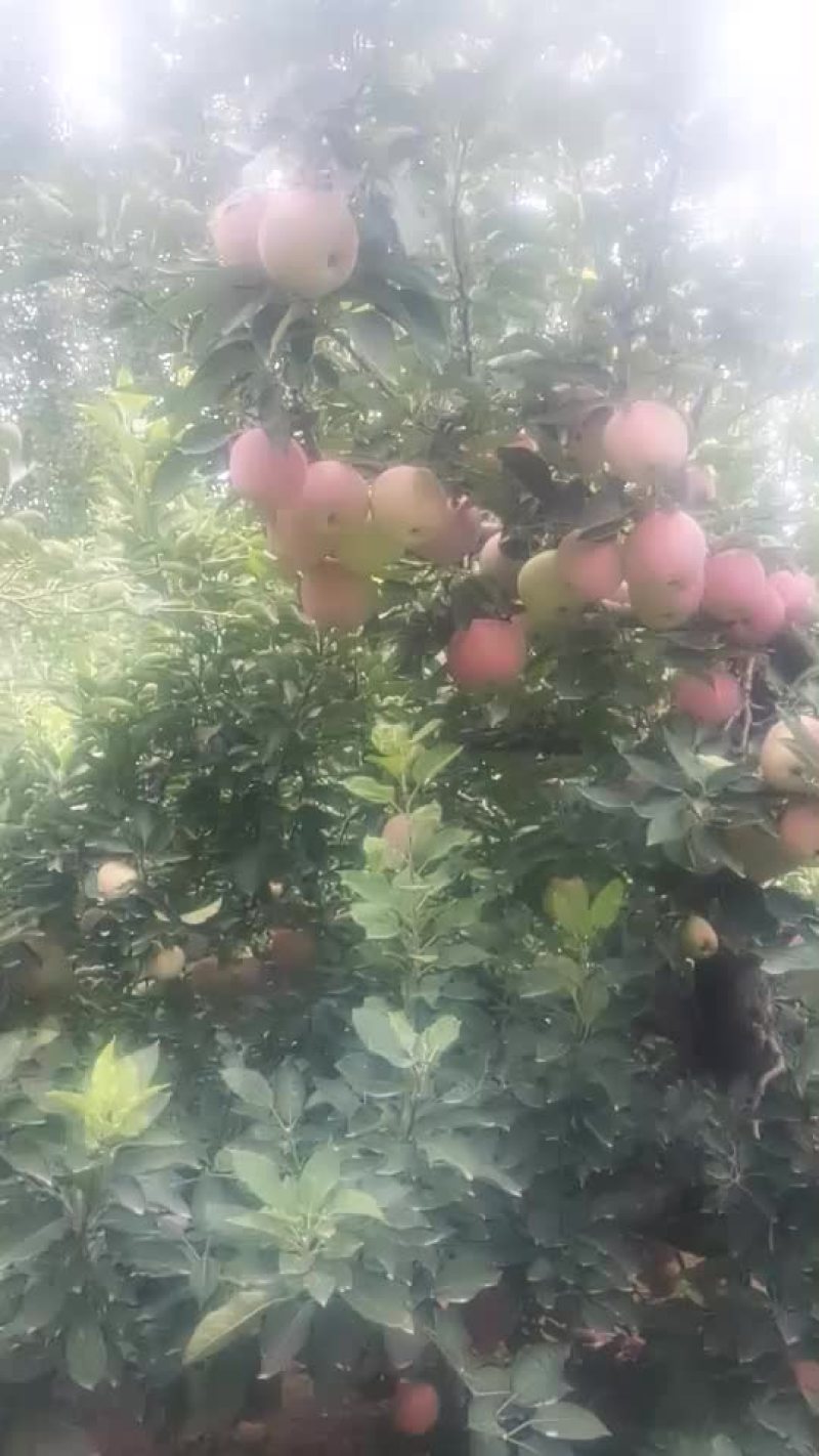 送礼首选，质量保证