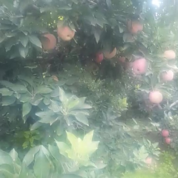 红星苹果