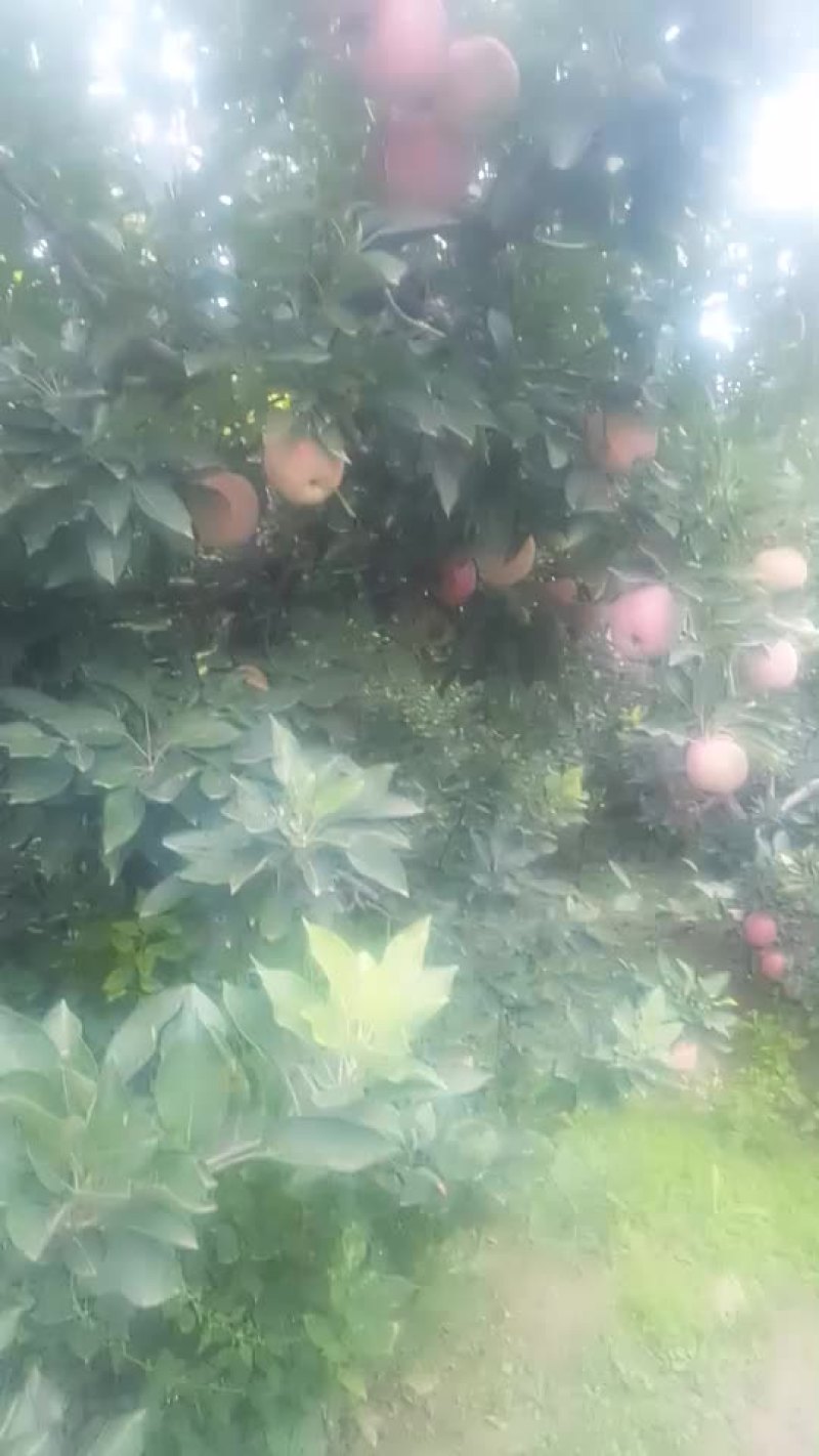 红星苹果