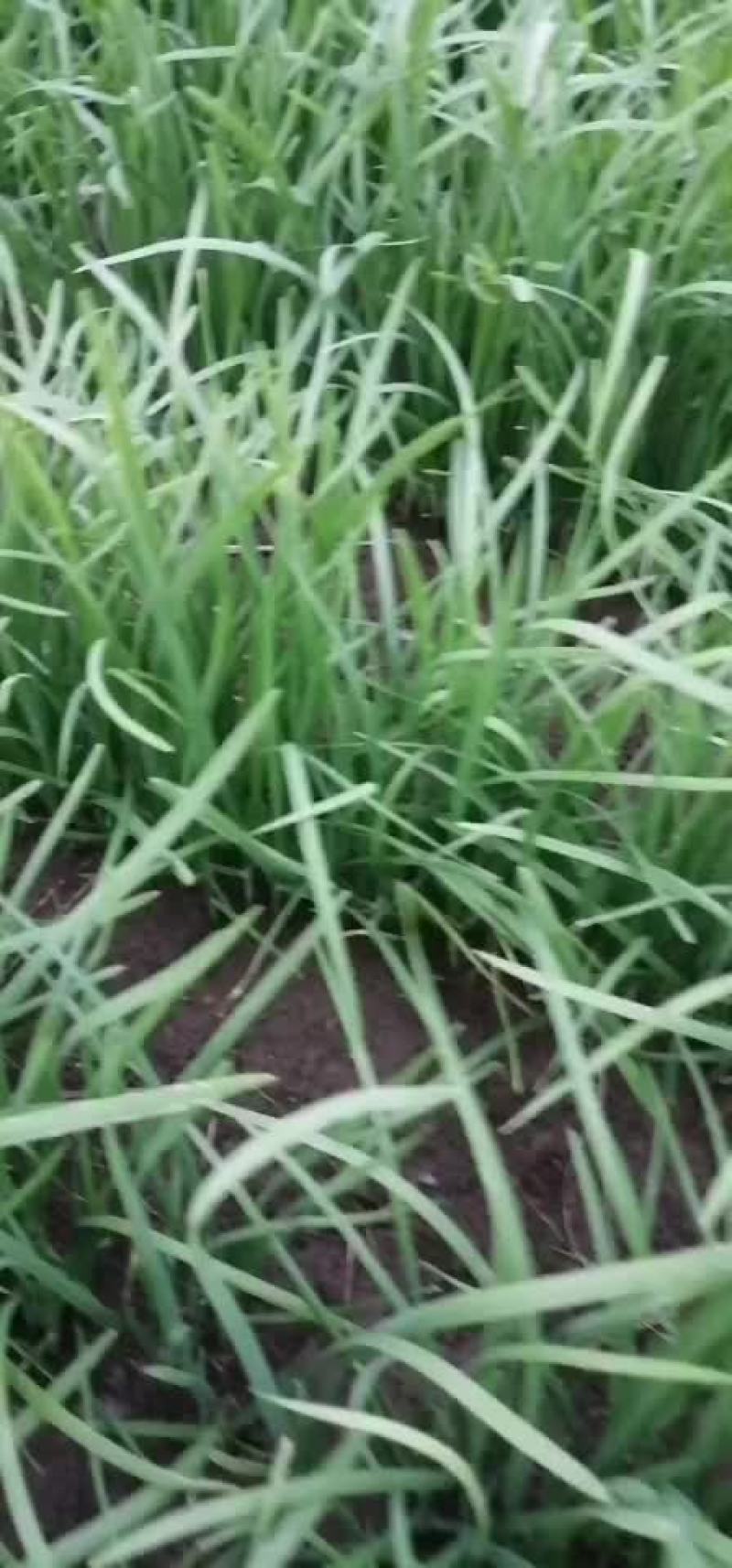 韭菜