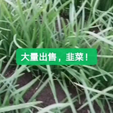 韭菜
