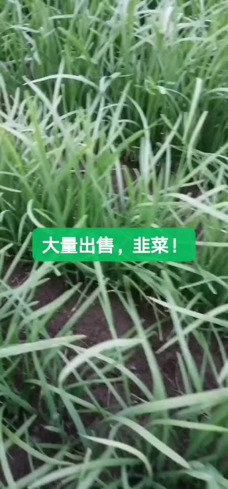 韭菜