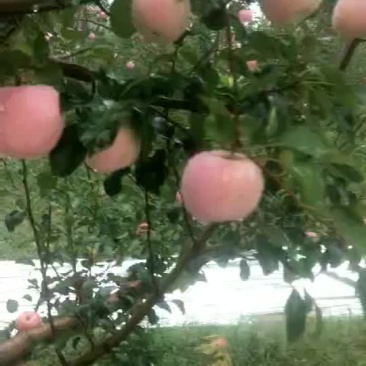 苹果