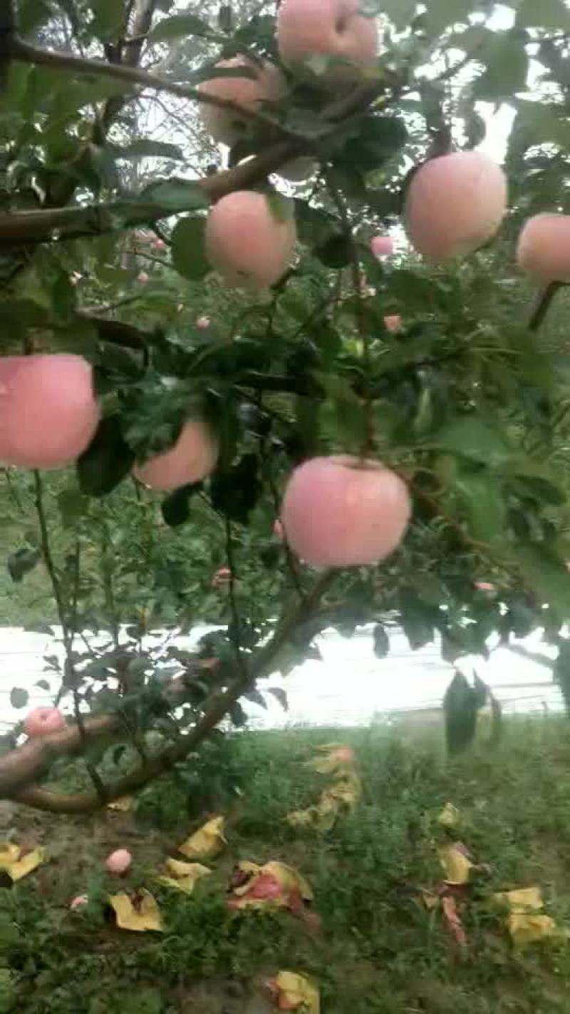 苹果