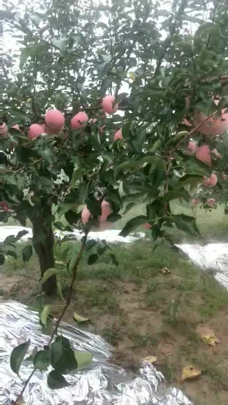 苹果