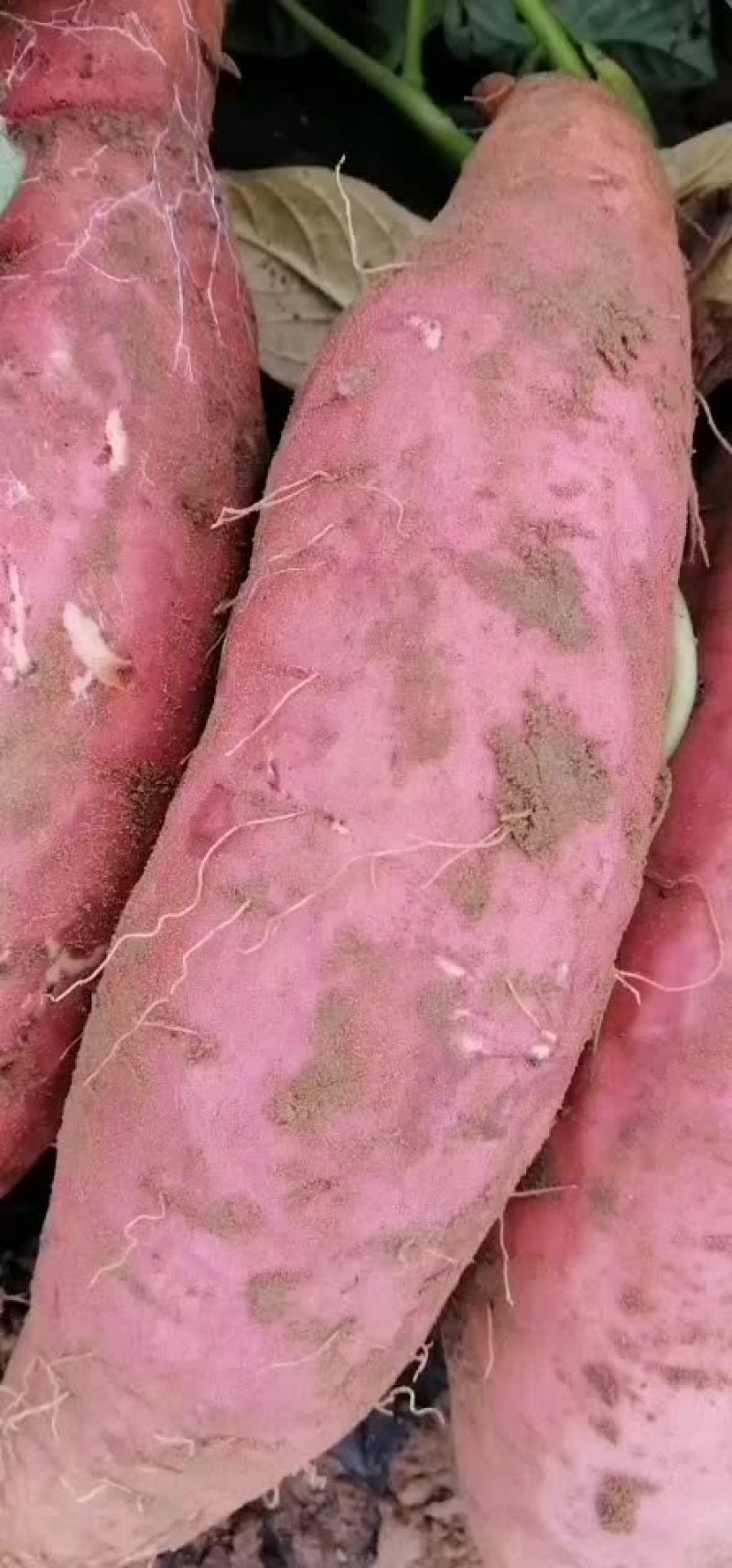 红薯