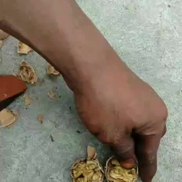 薄皮核桃
