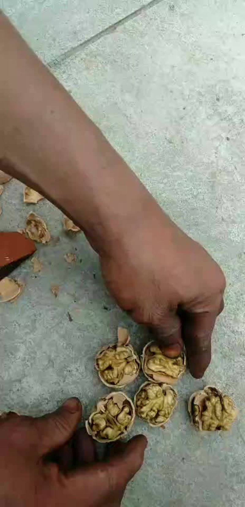 薄皮核桃