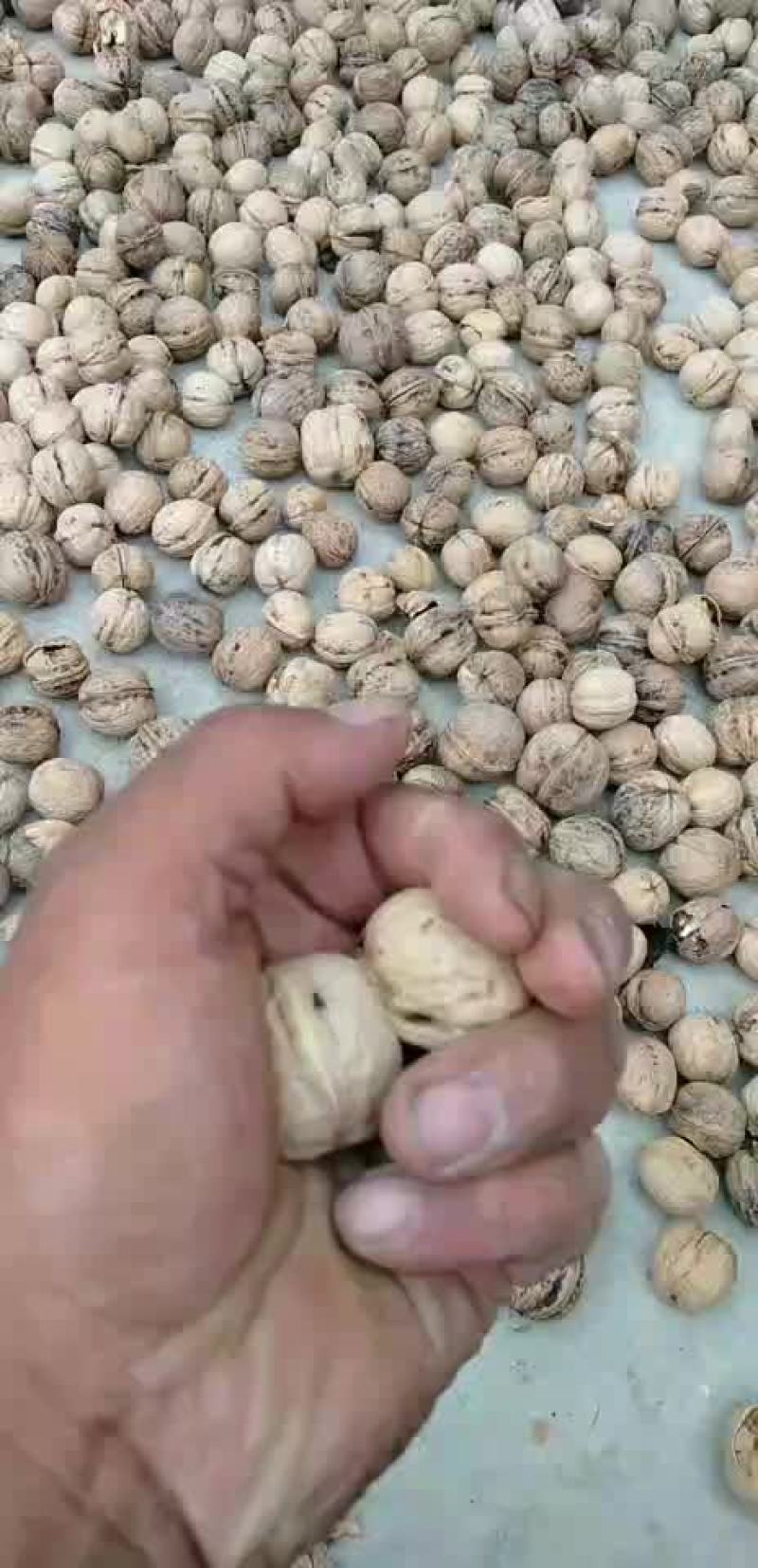 薄皮核桃