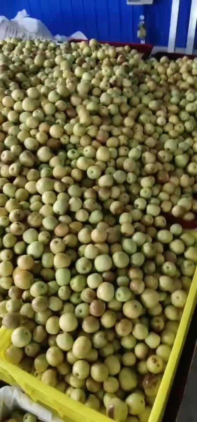 冬枣