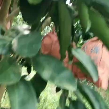三红密柚
