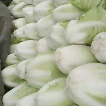 小包头白菜大量上市