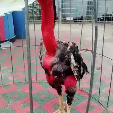 斗鸡