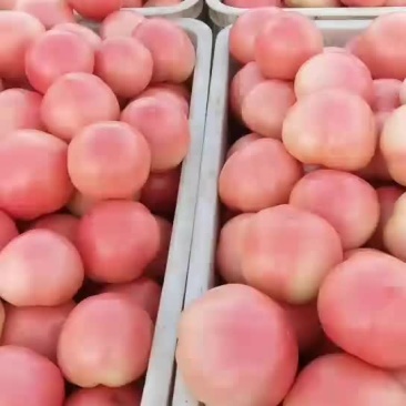 西红柿