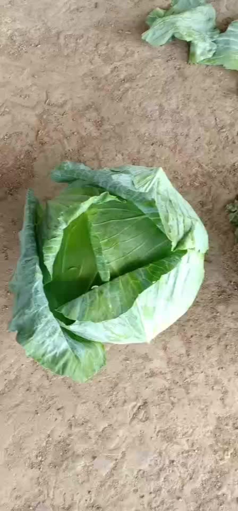 奥奇娜大头菜