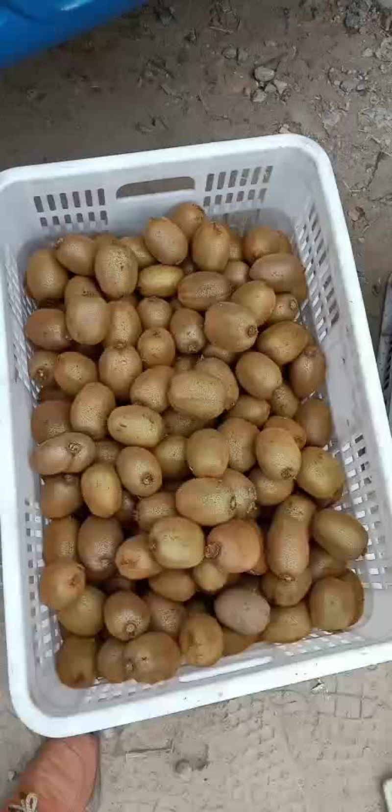猕猴桃基地直供，品种齐全