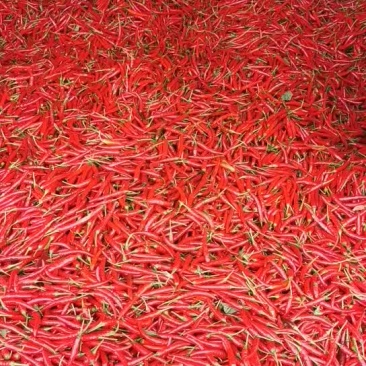 辣椒，鲜货