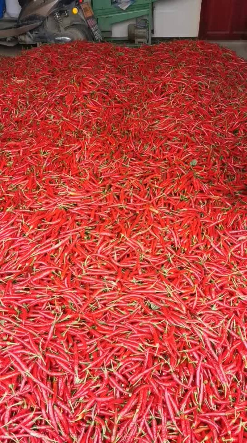 辣椒，鲜货