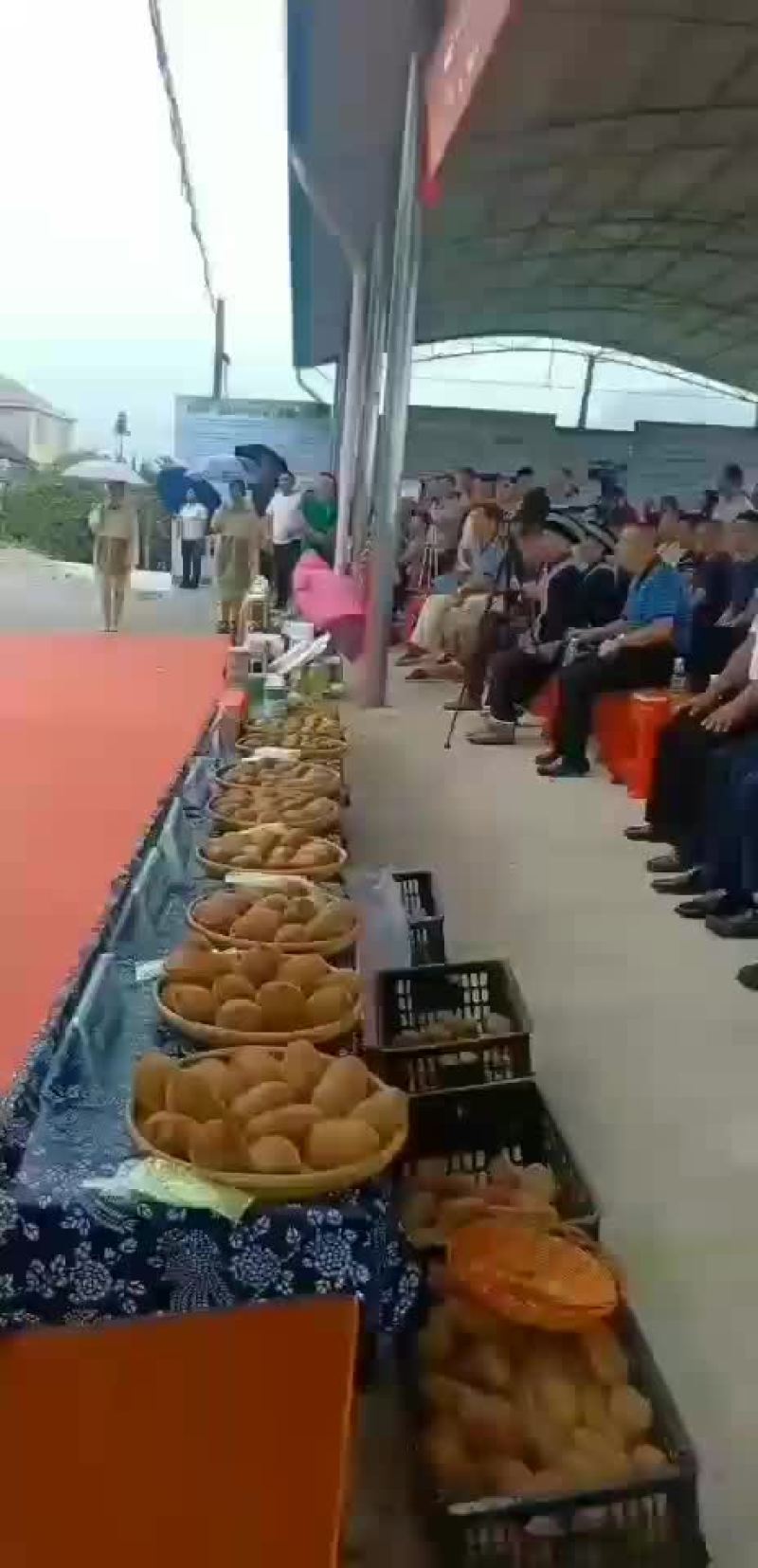 猕猴桃柑橘产地代办