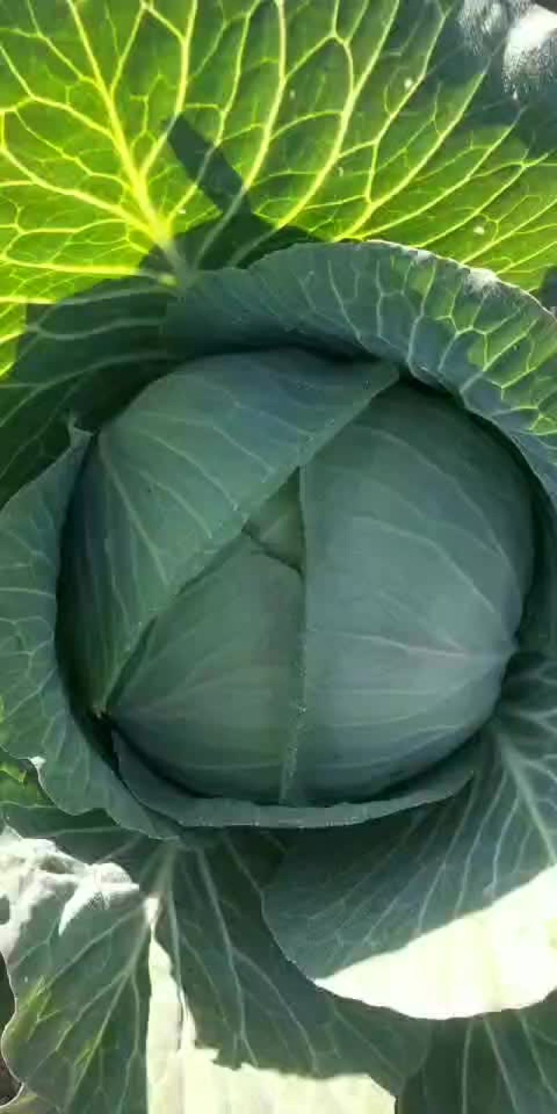 扁包菜，噢奇娜