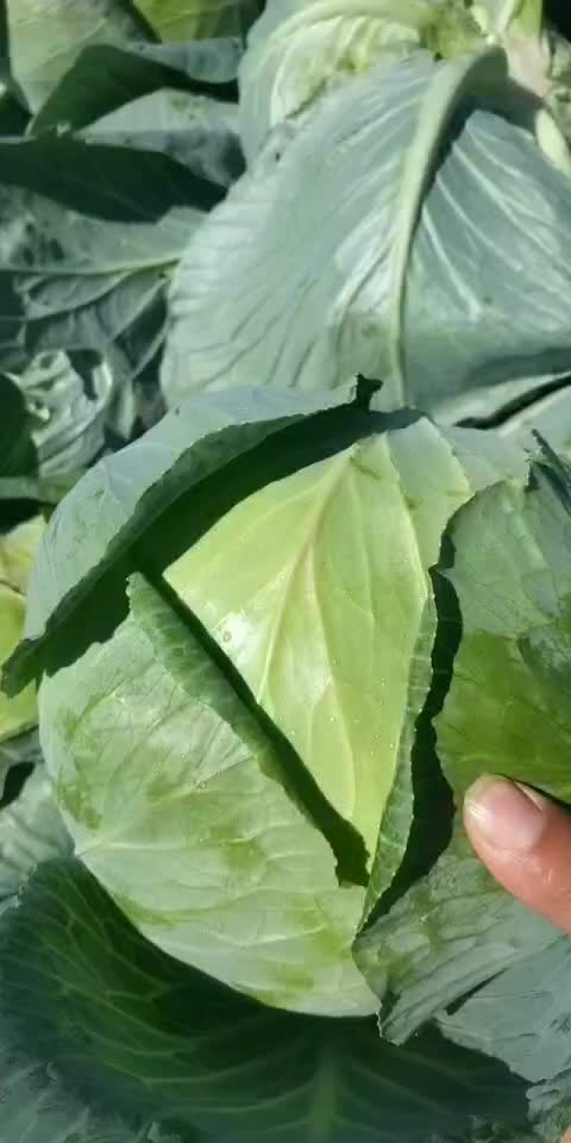 扁包菜，噢奇娜