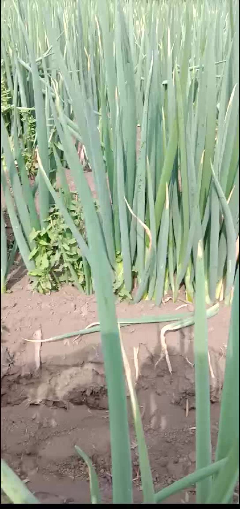 山东章丘长白葱
