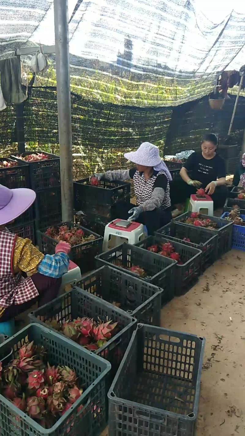 红心火龙果