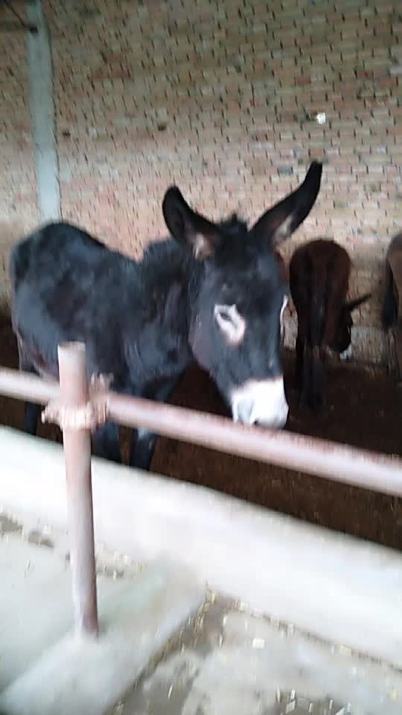 驴