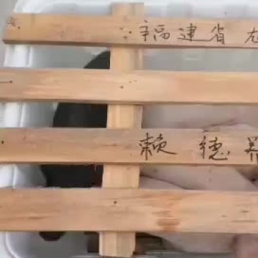 原种太湖母猪，苏太母猪，二元母猪，三元仔猪，黑猪，杜洛克