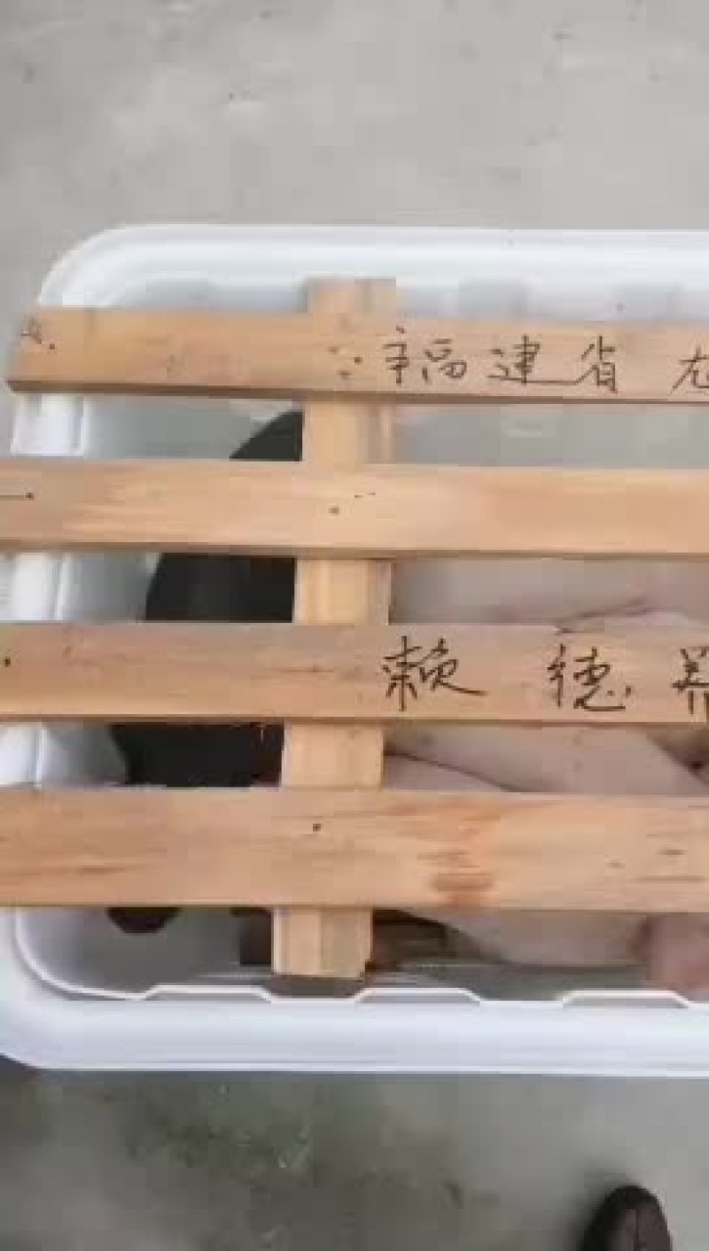原种太湖母猪，苏太母猪，二元母猪，三元仔猪，黑猪，杜洛克