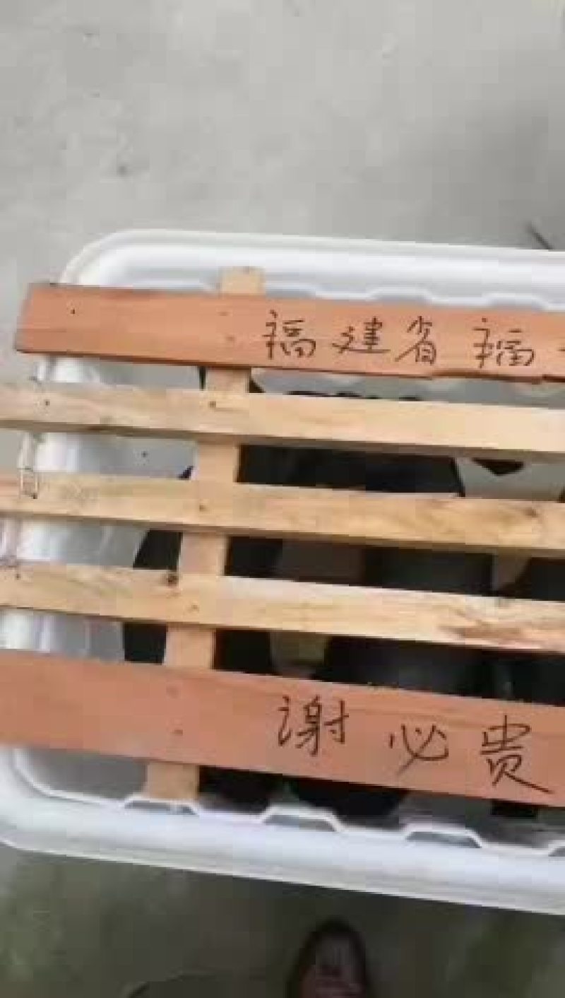 原种太湖母猪，苏太母猪，二元母猪，三元仔猪，黑猪，杜洛克