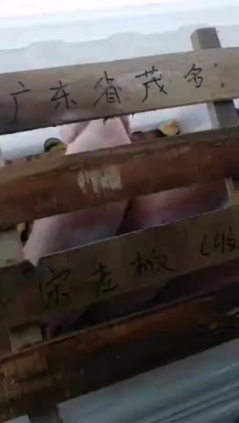 原种太湖母猪，苏太母猪，二元母猪，三元仔猪，黑猪，杜洛克
