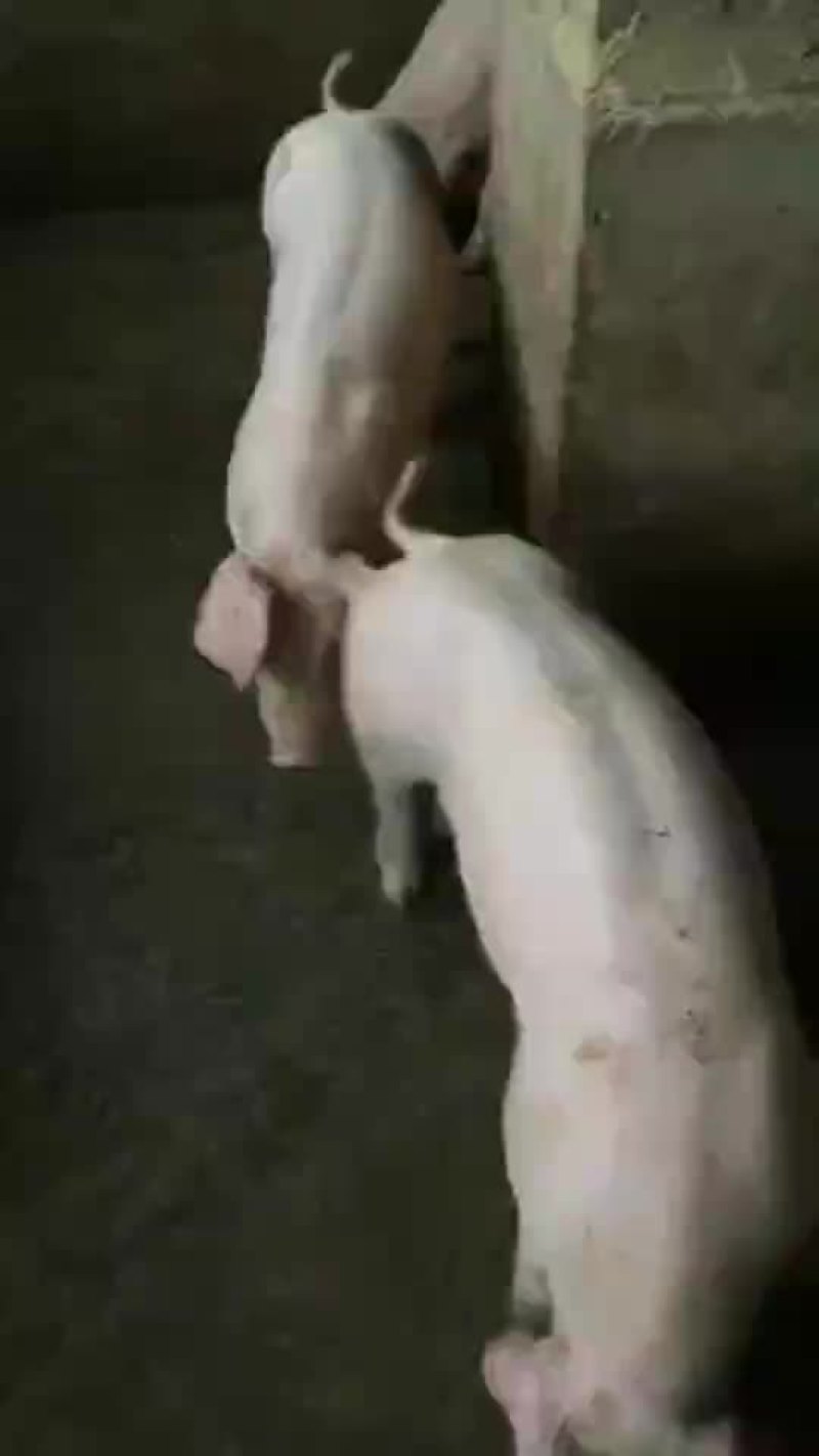 原种太湖母猪，苏太母猪，二元母猪，三元仔猪，黑猪，杜洛克