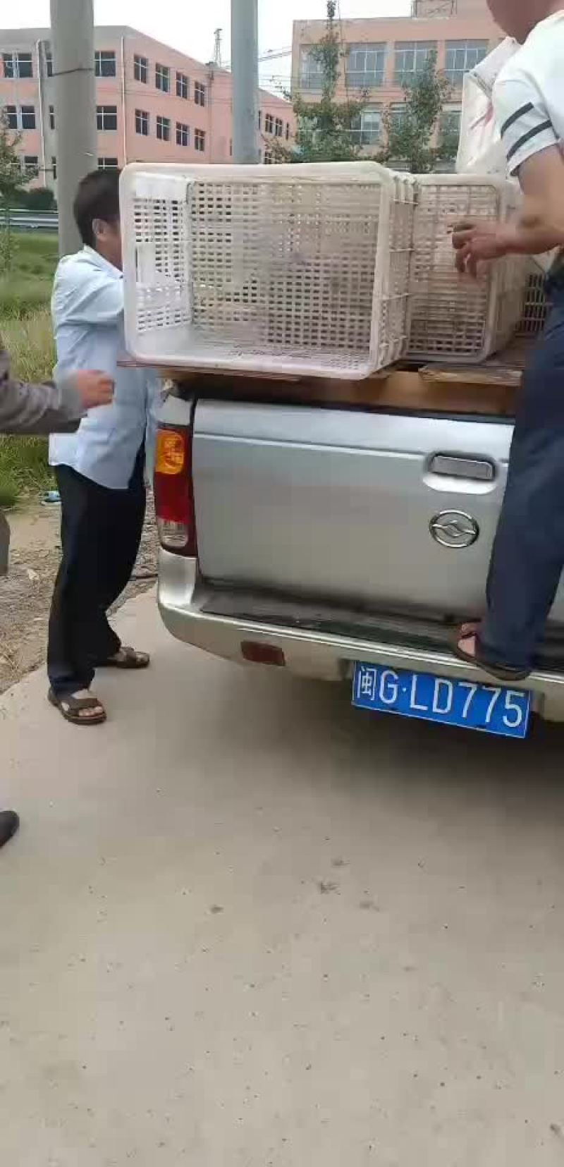 原种太湖母猪，苏太母猪，二元母猪，三元仔猪，黑猪，杜洛克