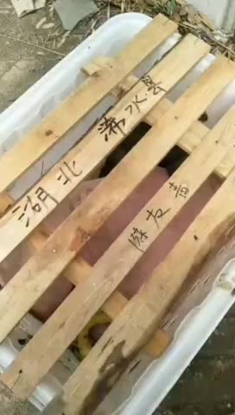原种太湖母猪，苏太母猪，二元母猪，三元仔猪，黑猪，杜洛克