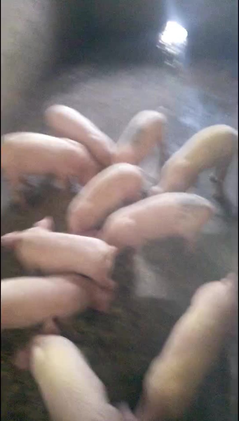 原种太湖母猪，苏太母猪，二元母猪，三元仔猪，黑猪，杜洛克
