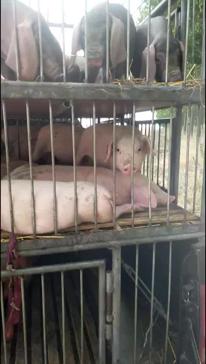 原种太湖母猪，苏太母猪，二元母猪，三元仔猪，黑猪，杜洛克