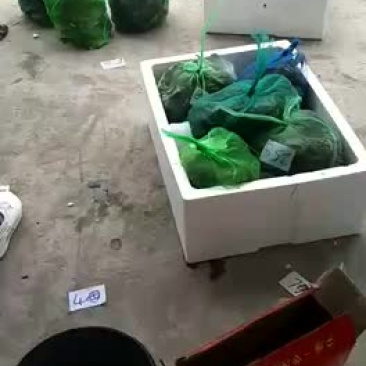 微山湖大闸蟹