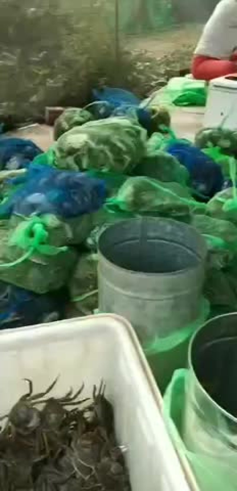 微山湖大闸蟹